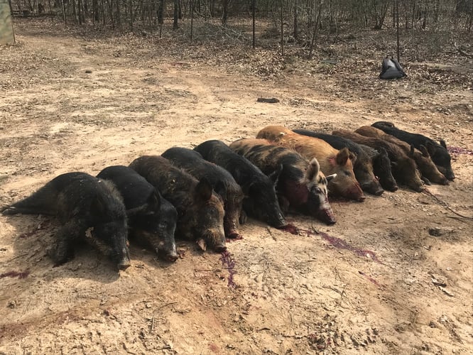 Fri-Sun Wild Boar Package In Tennessee Colony