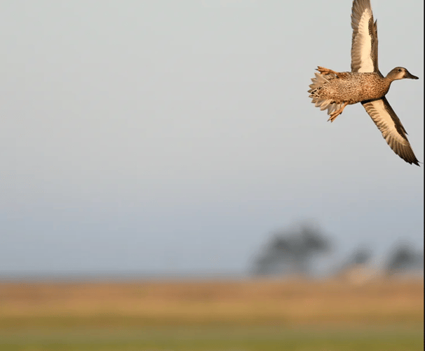 High Plains Duck Hunts In Shallowater