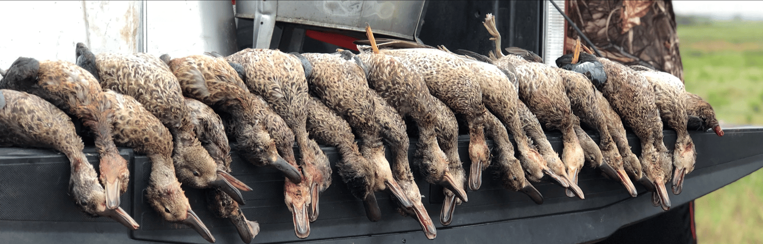 High Plains Duck Hunts In Shallowater