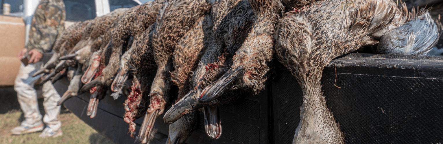 High Plains Duck Hunts In Shallowater