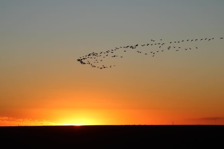 High Plains Wings Wack In Amarillo