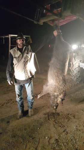 Texas Hog Smackdown! In Bridgeport
