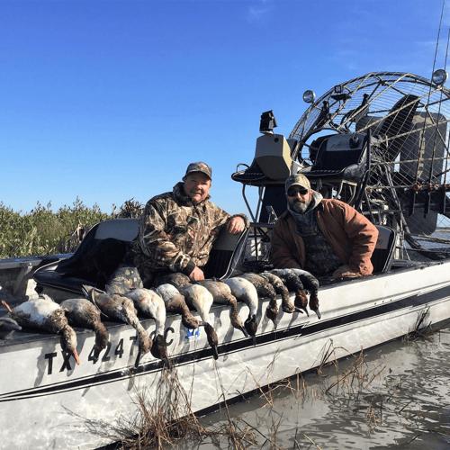 Coastal Duck Delight In Rockport