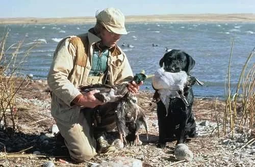Duck Takedown! In Rockport