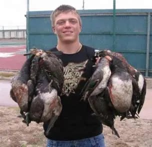 Duck Takedown! In Rockport