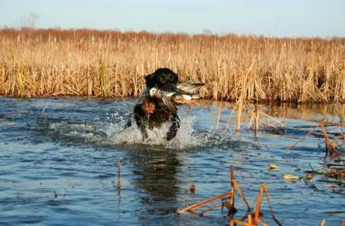 Duck Takedown! In Rockport