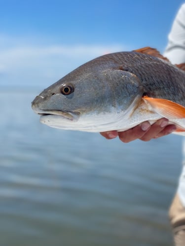 Fly Fishing East & West Matagorda In Matagorda