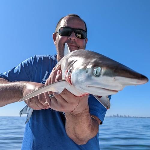 Tampa Bay Sharkfest - 25' Sportsman