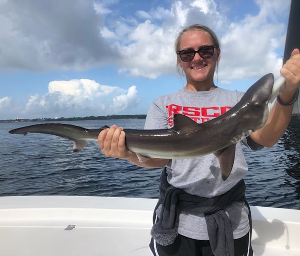 Half Day Shark Roundup In Panama City