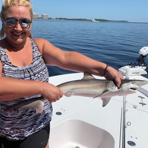 Half Day Shark Roundup In Panama City