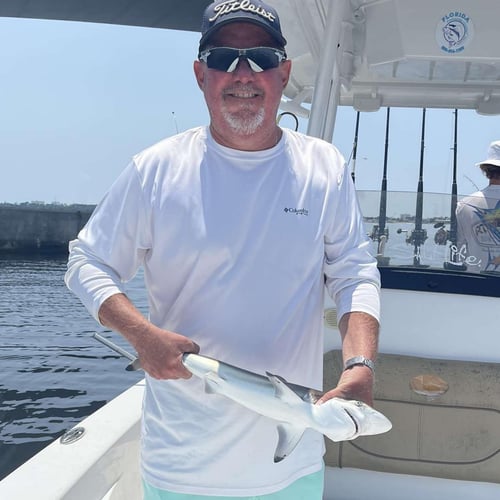 4-Hour Shark Roundup in Panama City Beach