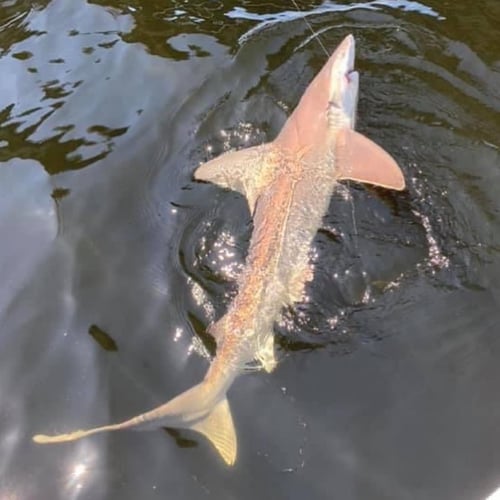 Half Day Shark Roundup In Panama City