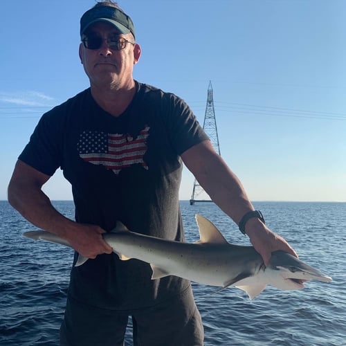 4-Hour Shark Roundup in Panama City Beach