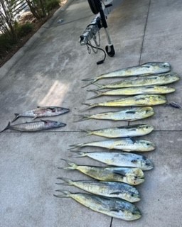 4 HR Inshore/Harbor/Reef Fishing In Charleston