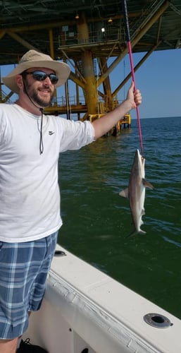 Deep Sea Fishing 6-People In Dauphin Island