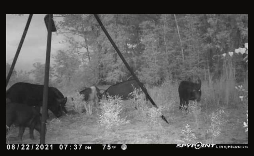 Private Ranch Hog Hunts Wild And Guaranteed Hunts. In Crestview