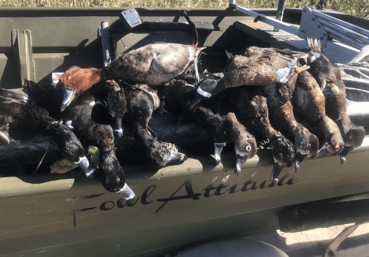 Duck Hunts In Crystal River