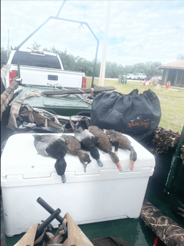 Duck Hunting Tampa Bay In Ruskin