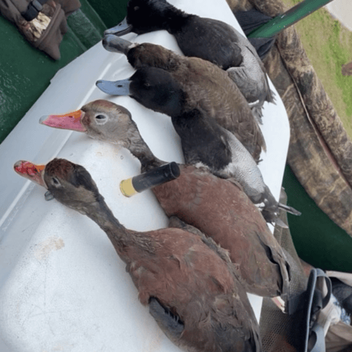 Duck Hunting Tampa Bay In Ruskin