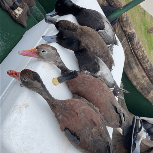 Duck Hunting Tampa Bay In Ruskin