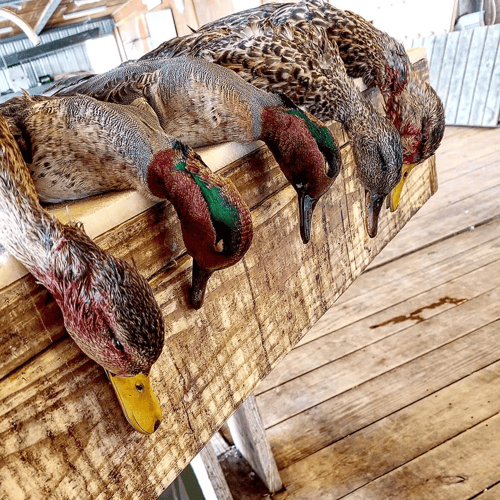 Lousiana Duck Hunts In Boothville-Venice