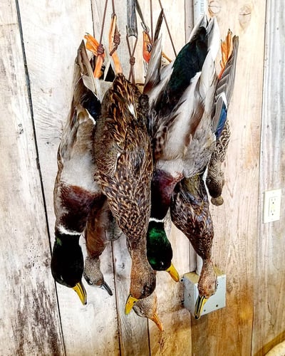 Lousiana Duck Hunts In Boothville-Venice