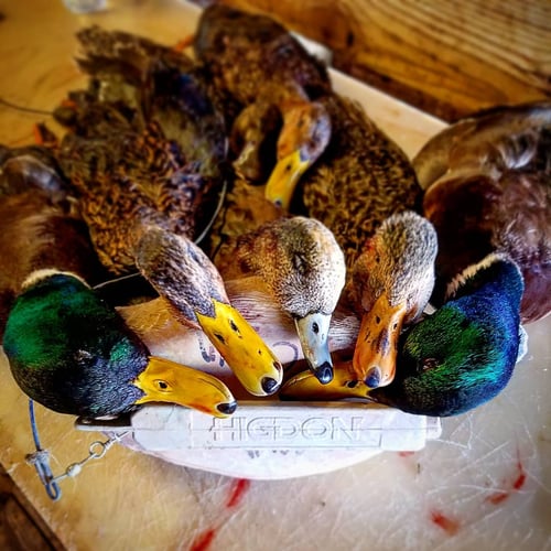 Lousiana Duck Hunts In Boothville-Venice