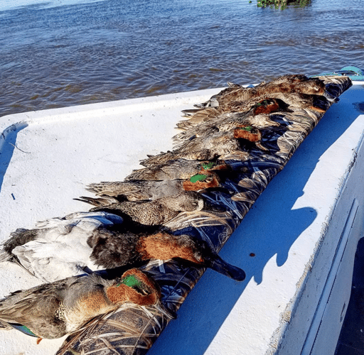 Lousiana Duck Hunts In Boothville-Venice