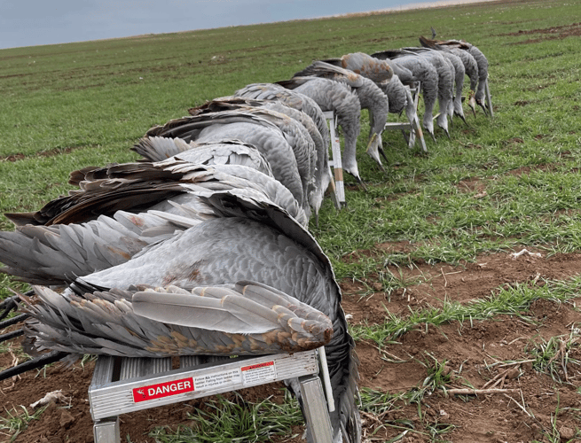 Crackin' Cranes! In Devol