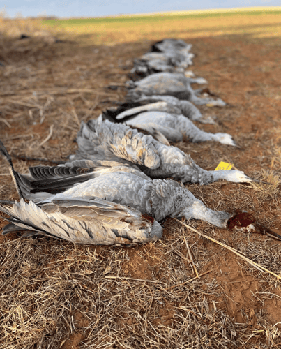 Crackin' Cranes With Lodging In Devol