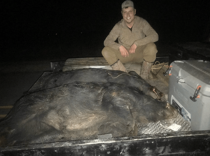 Texas Hog Harvest In Bowie