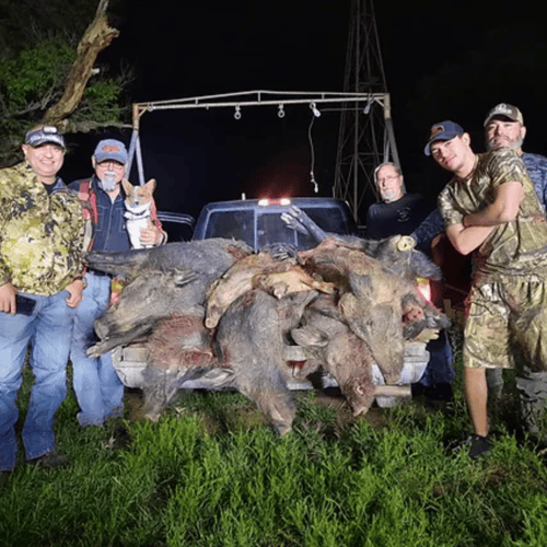 Texas Hog Harvest In Bowie