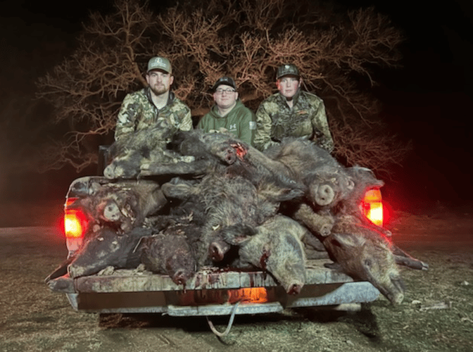 Texas Hog Harvest In Nocona