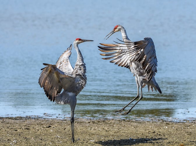 El Dorado Area Sandhill Crane Hunts In Eldorado