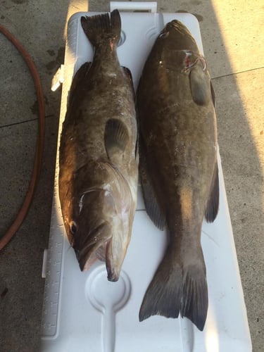 Nearshore Sportfish Roundup In Wrightsville Beach