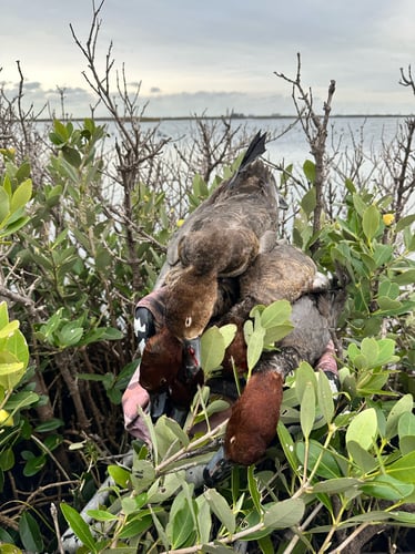 DIY Duck Hunt In Port Aransas