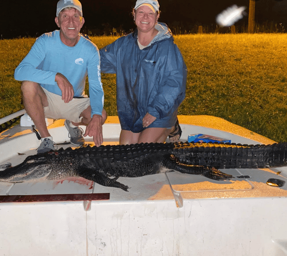Good Ol' Gator Hunting In Crystal River
