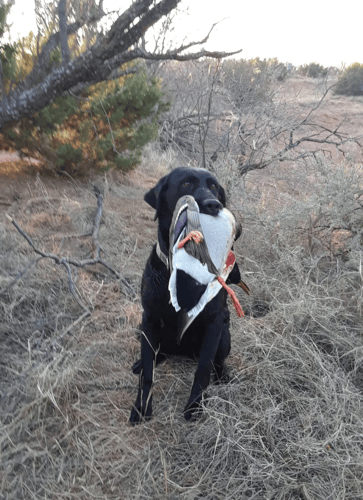 2 Day+ Duck Adventure With Lodging In Abilene