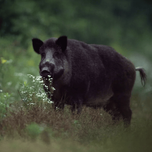 3-Day Hog Hunt With Lodging In Abilene