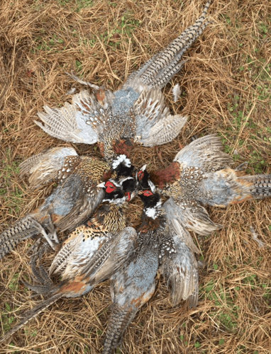 Pheasant Frenzy! In Gilmer