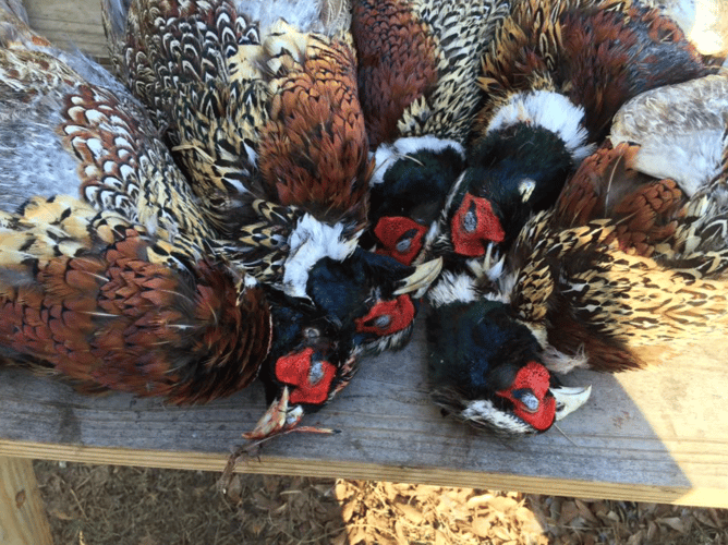 Pheasant Frenzy! In Gilmer