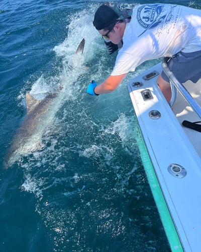 Shark Fishing Charter In Destin