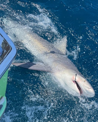 Shark Fishing Charter In Destin