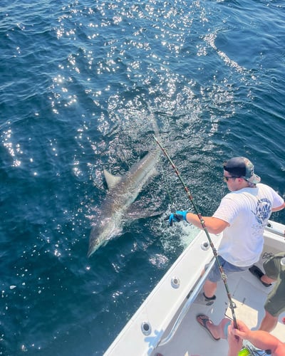 Shark Fishing Charter In Destin