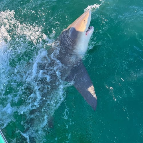 Shark Fishing Charter In Destin