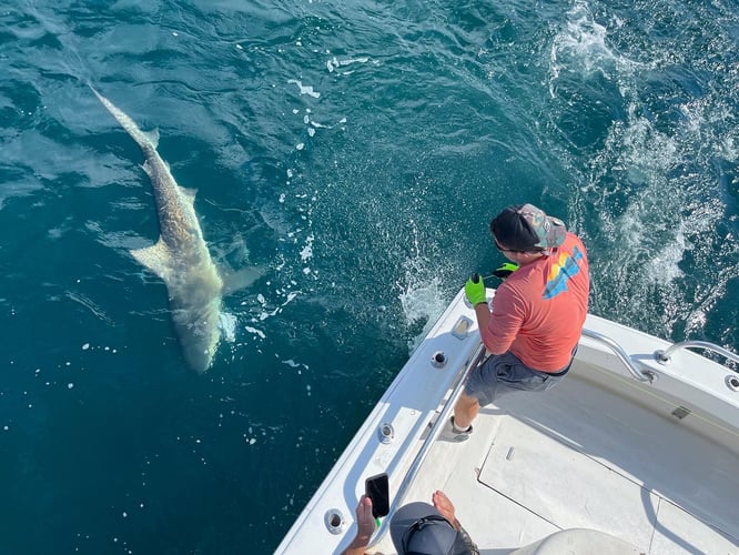 Shark Fishing Charter In Destin