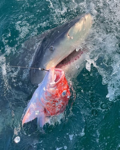 Shark Fishing Charter In Destin