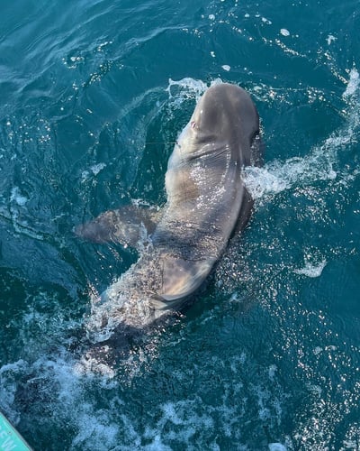 Shark Fishing Charter In Destin