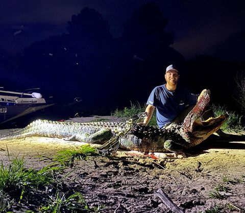 Trophy Gator In Clermont