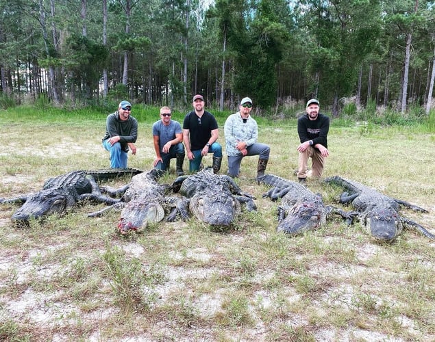 Trophy Gator In Clermont